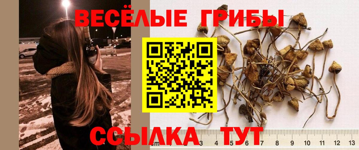 APVP Хасавюрт